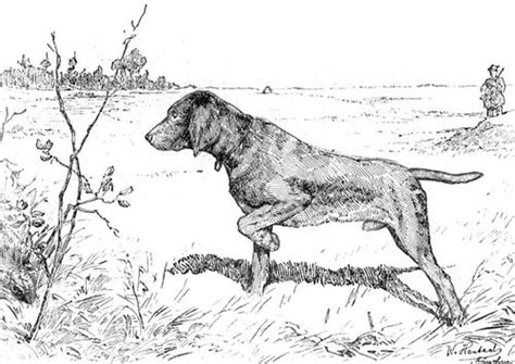38+ duck hunting coloring pages for printing and coloring. Coloring page hunting dog | Dog print art, Dog coloring ...