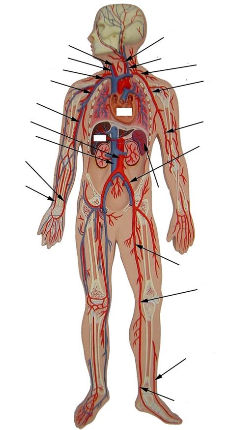 Veins And Arteries 9 16 Diagram Quizlet