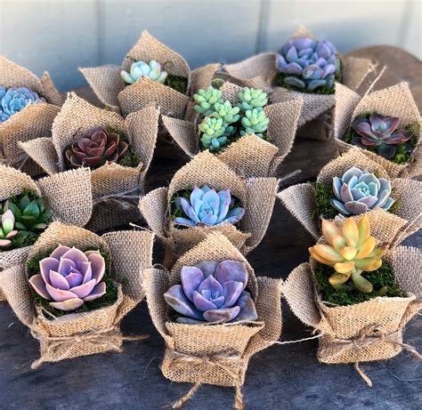 2 Succulent Party Favor T Burlap Rustic Etsy Succulent Party