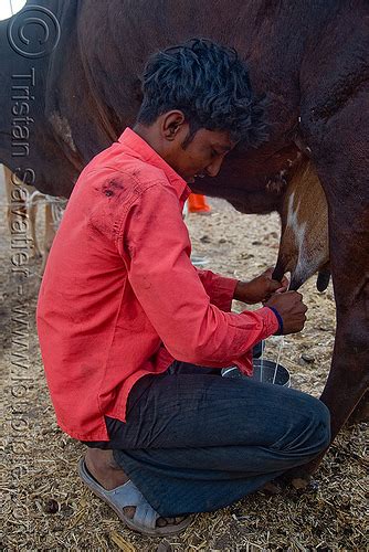 Man Milking Cow India