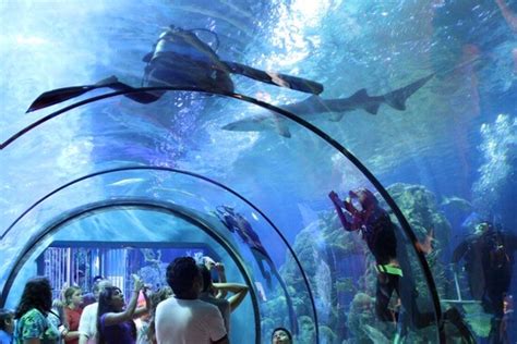 Reef rescue is a new vr experience at moody gardens that lets up to 15 players virtually dive in a colorful 360 degree coral reef environment. Moody Gardens: a Family Fun Vacation | The TipToe Fairy