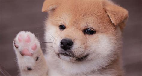Mini Shiba Inu The Tiny Version Of The Adorable Spitz Dog