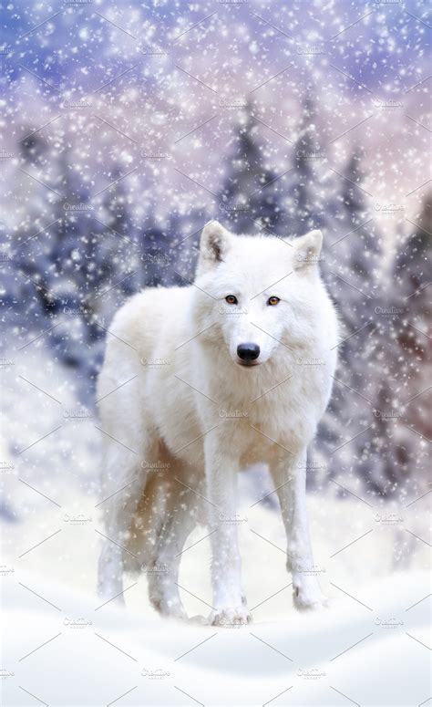 Arctic Wolf High Quality Animal Stock Photos Creative Market