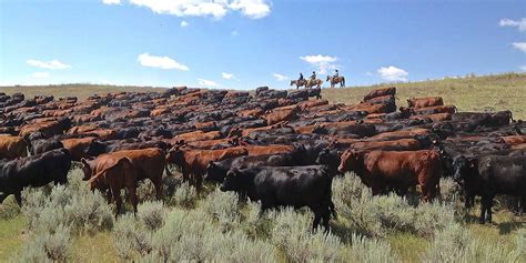 Cattle Ranches