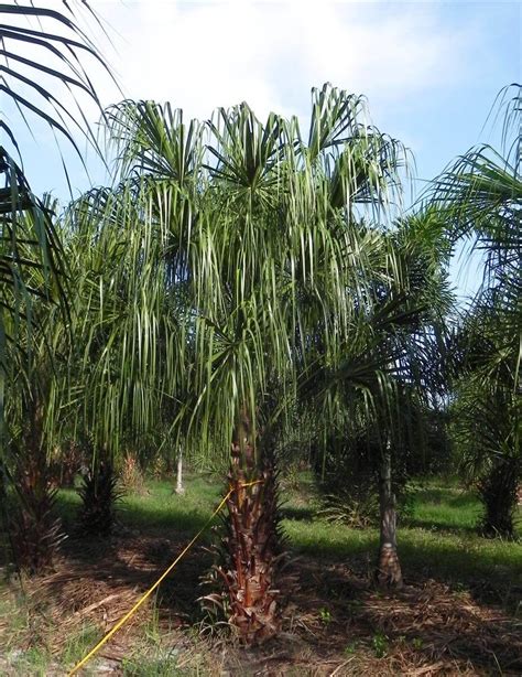 Ribbon Palm Livistona Dicipiens Palmco Wholesale Palms Florida