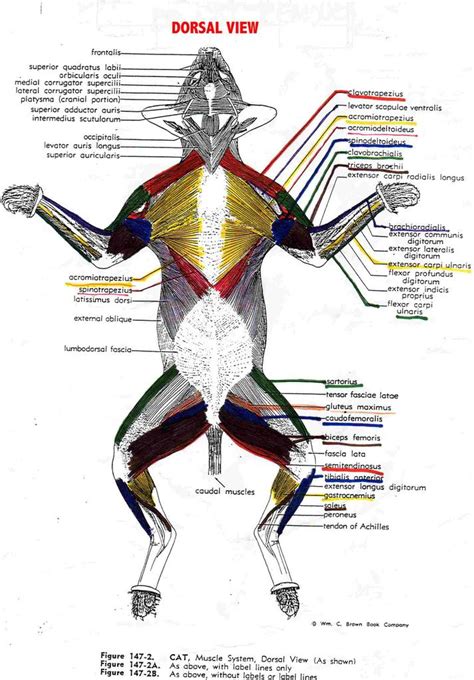 Cat Anatomy Muscle Diagram