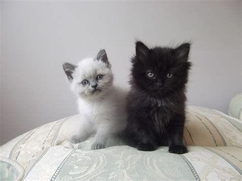 If you want a best friend who will return all your dedication and love in kind, the persian may be the. two female ragdoll x persian kittens | Fakenham, Norfolk ...