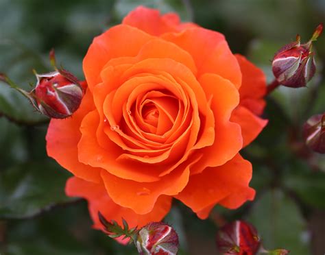 Rosa Floribunda For You With Love Fryjangle Roses Plants