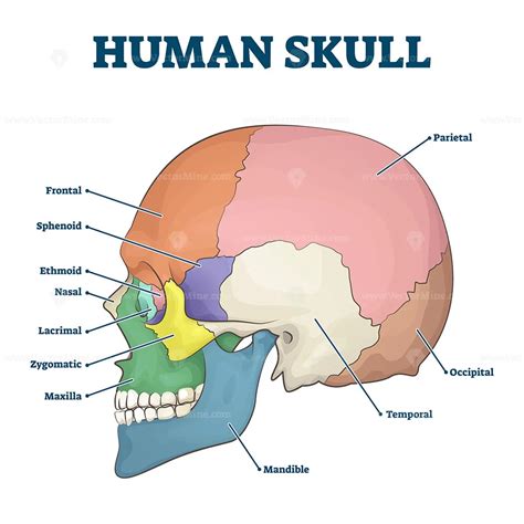 Human Skull Bones Skeleton Labeled Educational Scheme Vector