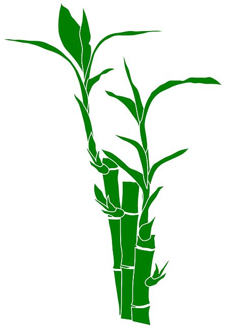 Bamboo Plant Nature · Free Vector Graphic On Pixabay