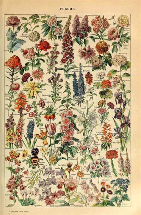 Flowers For All Botanical Poster By Adolphe Millot Free To Download