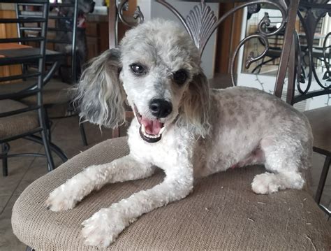 Other pups in tucson, az. It's A Puppies World | Puppy Breeder | Tucson, AZ