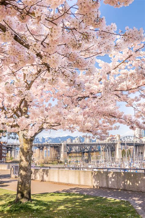 5 Best Places To See Cherry Blossoms In Vancouver Canada