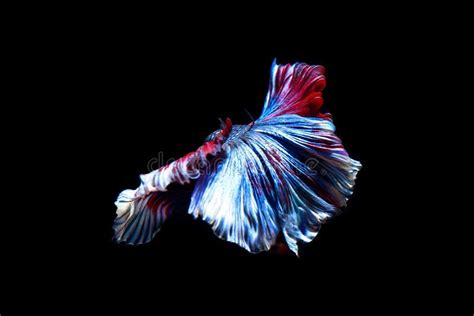 Betta Fish Siamese Fighting Fish In Thailand Isolated On Black Stock