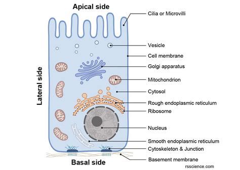Human Epithelial Cells Labeled