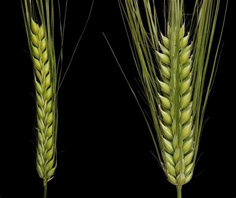 Only awned forms are grown in production. Winter barley: An emerging crop | UMN Extension