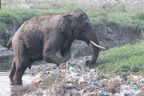 Heartbreaking Photos Of How Our Trash Is Impacting The Animals And Wildlife
