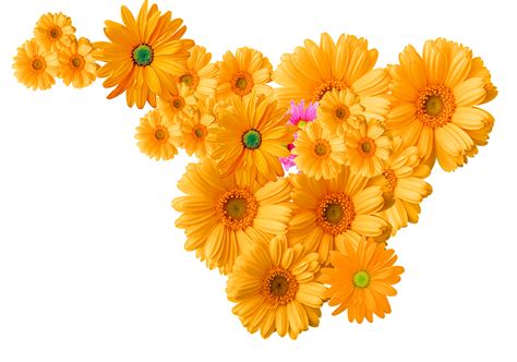 Flower Png Transparent 10 Free Cliparts Download Images On Clipground