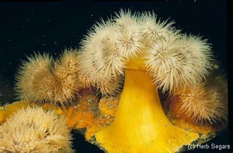 Undersea Beauty Underwater Flowers Science Writing Coffee And