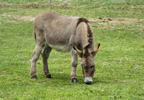 Donkey Grazing In A Field Stock Image Image Of Grazing 251198383
