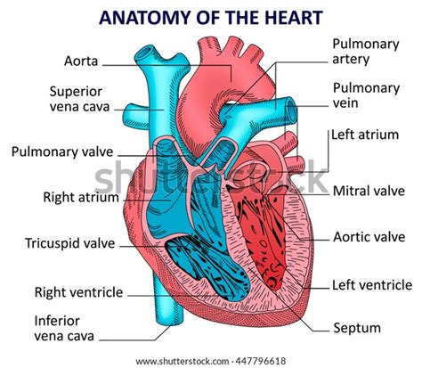 Human Heart Anatomy Vector Diagram Stock Vector Royalty Free 447796618