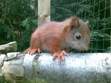 Baby Red Squirrel Baby Red Squirrel At The British Wildlif Russell