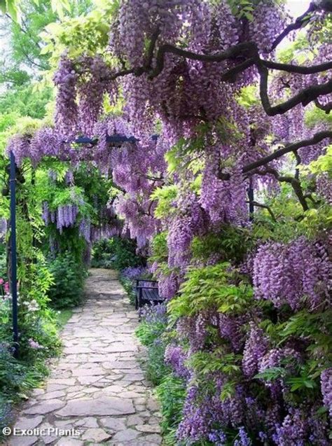 17 Best Images About Wisteria On Pinterest Gardens Lilacs And Wisteria
