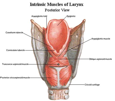 Internal Laryngeal Muscles Download Scientific Diagram