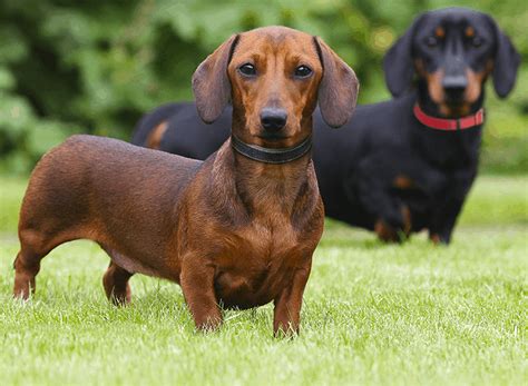 Short Haired Dachshund Temperament Health And Training Tips