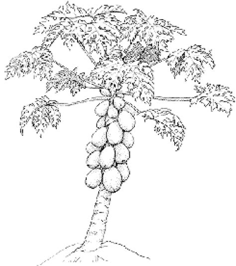 gambar pohon pepaya  diwarnai anak anak contoh anak