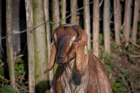 Goat Farm Animals Free Stock Photo Public Domain Pictures