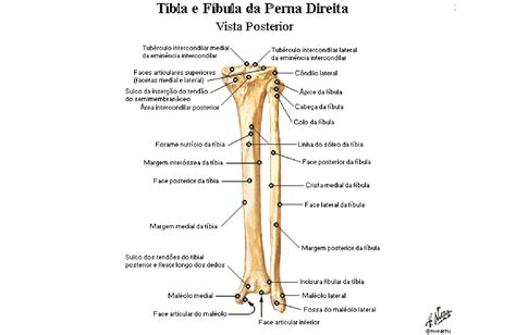 Ossos Tíbia E Fíbula Anatomia Papel E Caneta
