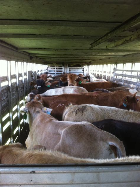 See If You Have What It Takes To Haul Livestock Truckers News