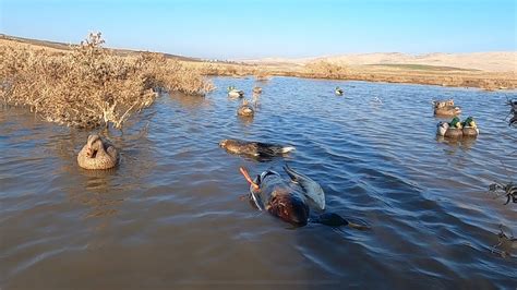 2023 2024ÖRDEK AVI SEZON AÇILIŞI ÖRDEK AVI ÖRDEK GÖÇÜ SHOTKAM