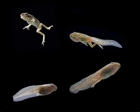 Bb 1418 Common Frog Tadpoles Showing Development Stages Photos Framed