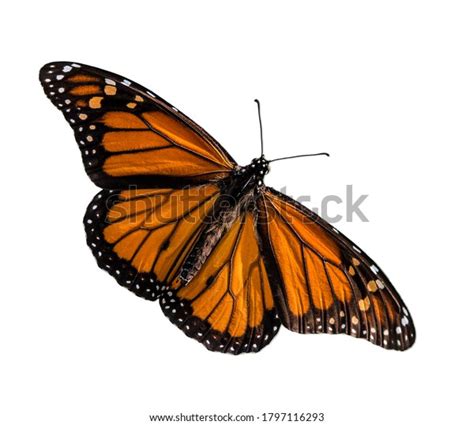 Male Monarch Butterfly Danaus Plexippus Wings Stock Photo 1797116293