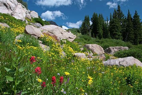 Splash Of Red In A Colorado Wildflower Meadow By Cascade Colors