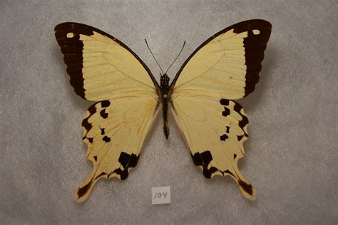 Mocker Swallowtail Ethiopia Papilio Dardanus Antinorii Flickr