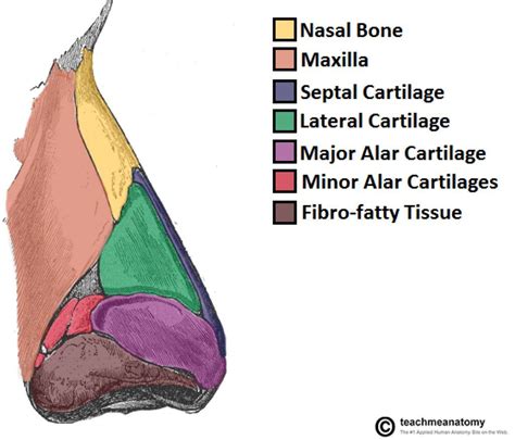 The Nasal Skeleton Bones Cartilage Fractures Human Body Anatomy Nose