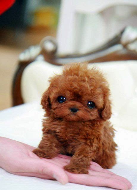 Cute Overload Top 5 Sweetest Teacup Puppies