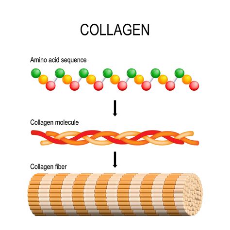 Collagen For Skin Should You Take Collagen Supplements