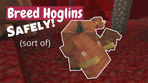 How To Breed Hoglins Safely Sort Of Minecraft Tutorial Youtube