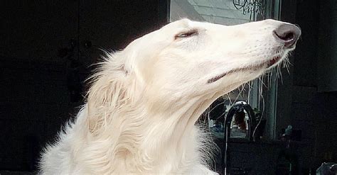 Meet Eris The Very Long Dog Going Viral For Her Incredible 122 Inch Snoot