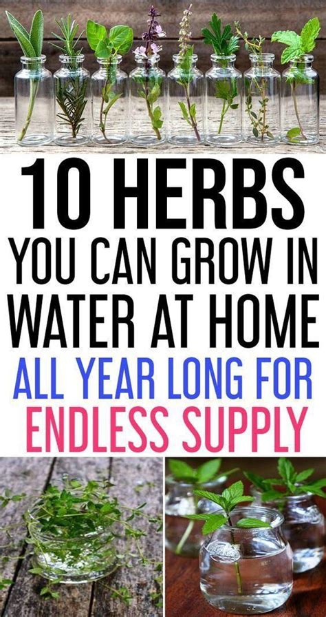 10 Herbs You Can Grow Indoors In Water All Year Long For Endless Supply