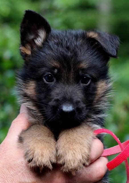Sold Puppies Texas Nobleheim German Shepherds