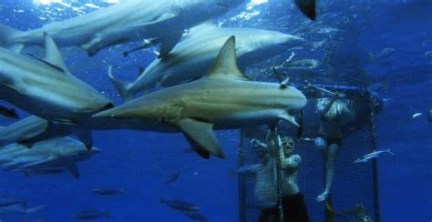 Shark Cage Diving Kzn South Coast Margate Shelly Beach Umkomaas