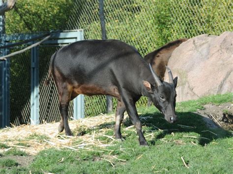 Dilintasi garis khatulistiwa menjadi berkah tersendiri bagi tanah air anoa, masih bisa kita jumpai di wilayah sulawesi dan berstatus sebagai hewan yang dilindungi. 10 Hewan Langka yang Dilindungi di Indonesia
