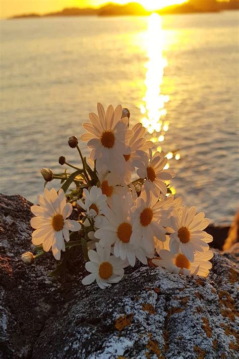 Pin By Hc Tibb On Sunset Daisy Wallpaper Flower Images Beautiful