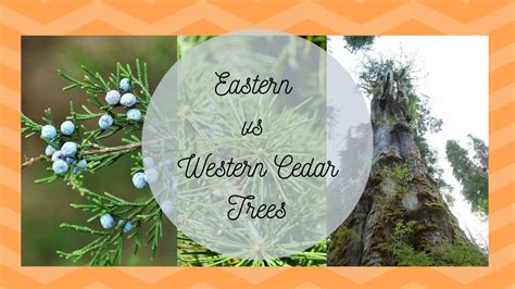 Types Of Cedar Trees Eastern Red Vs Western Red Plants My Xxx Hot Girl