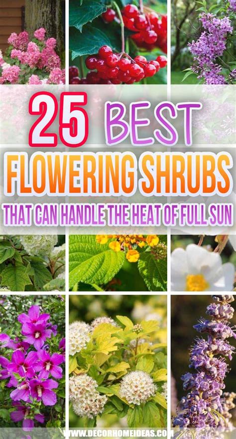 25 Best Shrubs That Can Handle The Heat Of Full Sun Decor Home Ideas